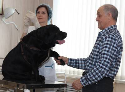 Ветеринары рассказали, как предотвратить сердечные заболевания у домашних животных