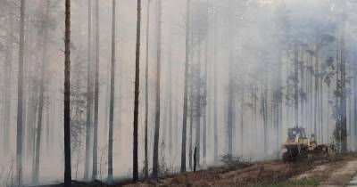 В Москве запатентовали новый способ борьбы с лесными пожарами
