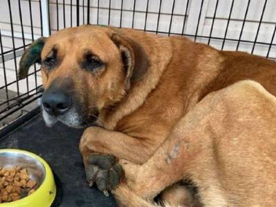 Стая разъярённых собак оторвала половые органы псу в Ростовской области