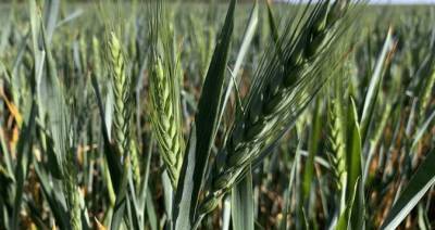 На Кубани аграрии смогут получить льготы на производство и реализацию зерна