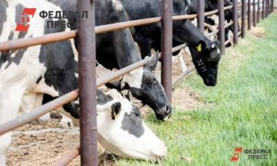 В Челябинской области жители села жалуются на гибель скота