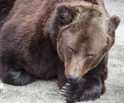 Вскрытие погибших в зоопарке Челябинска медведей подтвердило версию об отравлении