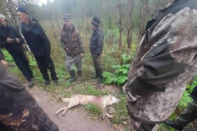 Убитый в Тверской области волк оказался бешеным