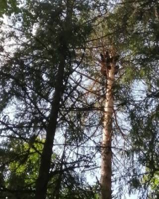Из-за собак медвежонок залез на самую верхушку дерева в тотемском лесу