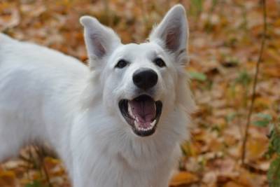 Волонтеры проведут в Белгороде акцию Осенний день счастливой собаки