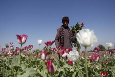 В Афганистане взлетели цены на наркотики