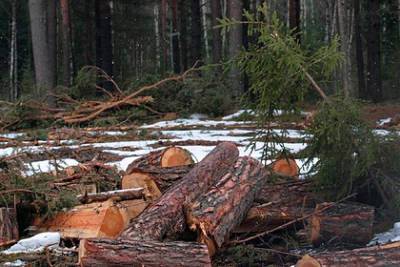Развеян миф о неисчерпаемости российских лесов