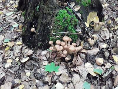 В Липецкой области шесть человек отравились грибами