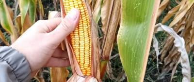Украинцам показали, что происходит с ценами на кукурузу
