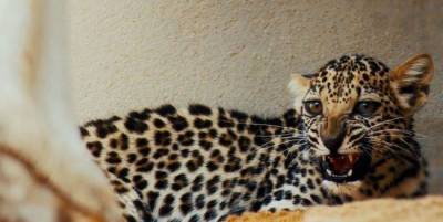 В Саудовской Аравии в неволе родилась самка арабского леопарда