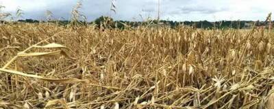 В Нижегородской области ввели режим ЧС из-за гибели урожая