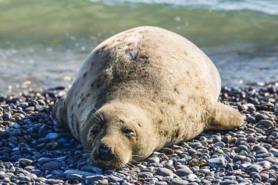 Под Астраханью пограничники спасли из сетей тюленя и 200 осетровых