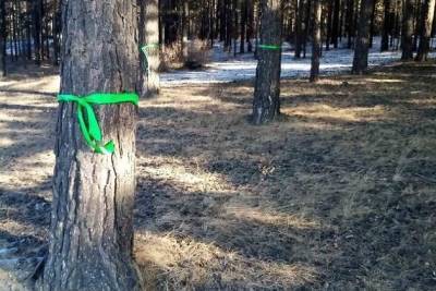 Спасённый в 2020 году активистами от вырубки лес в Атамановке начали выпиливать - chita.ru - Чита - Забайкальск - район Читинский