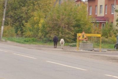 В Твери две лошади бегали по дороге