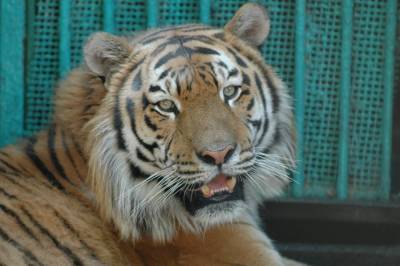 Тигр Оззи и тигрица Бритни стали самой красивой парой зоопарка