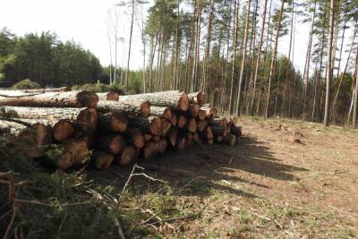 В Пензенской области незаконно вырубили деревья на 4 млн рублей