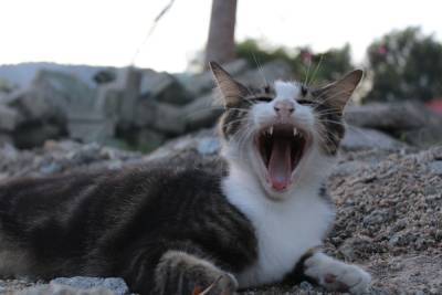 В Сараевском районе бешеная кошка упала с крыши и укусила хозяйку