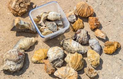На месте бывшего моря в Тверской области собирают палеонтологические сокровища