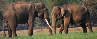 Ученые академии наук в Юньнани: Слоны любят работать вместе только когда у них много еды