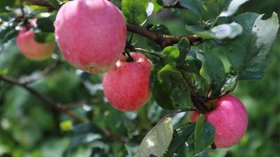 В Подмосковье урожай яблок может вдвое превысить показатели 2020 года