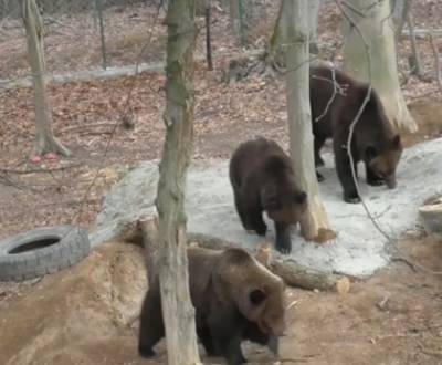 Курьез: в Киевском зоопарке треснувший вольер с медведями заклеили аппликацией. ФОТО
