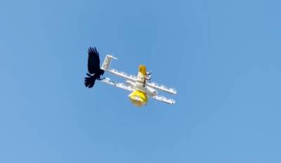 Google перестал доставлять товары дронами в Австралии – их регулярно атаковали местные птицы
