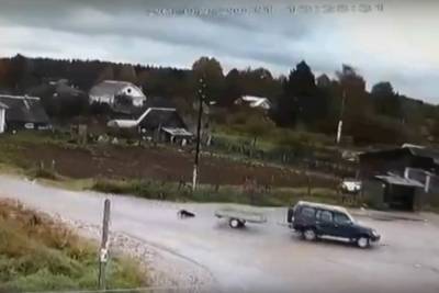 В Тверской области умерла сбитая автомобилем собака