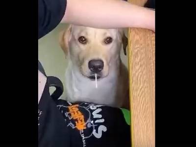 Собака, любящая чупа-чупсы, рассмешила пользователей Интернета