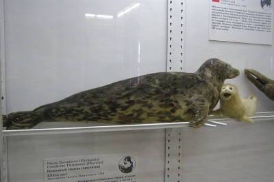 Краснокнижный тюлень чуть не погиб в сетях браконьеров в Астраханской области