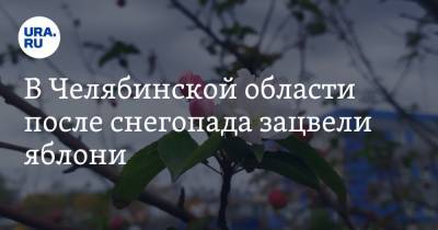 В Челябинской области после снегопада зацвели яблони. Фото