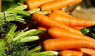 Эксперт: урожай моркови в этом году мал из-за морковной мухи