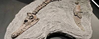 На острове Уайт найдены останки двух новых видов крупных хищных динозавров