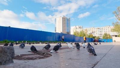 Обитающие в Петербурге голуби оставляют помёт с опасной инфекцией