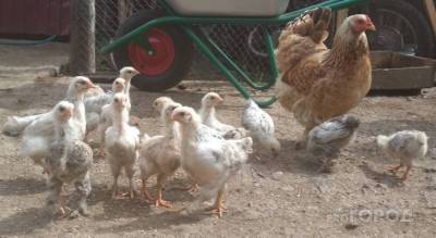 В минсельхозе Чувашии рассказали, можно ли на даче держать куриц и прочую живность