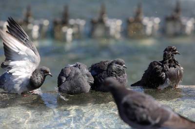 Экспертов насторожил помёт голубей в Ленобласти
