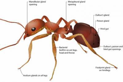 Химические муравьиные фабрики могут заменить пестициды