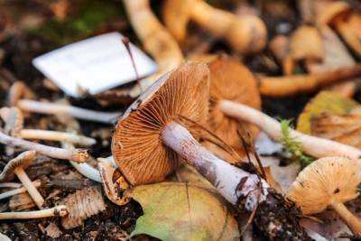 Токсиколог рассказал о порядке действий при отравлении грибами