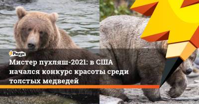 Мистер пухляш-2021: в США начался конкурс красоты среди толстых медведей