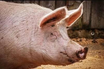 Амстердамский аэропорт решил использовать свиней для борьбы с птицами