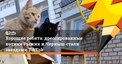 Хорошие ребята: дрессированные котики Рыжик и Черныш стали звездами TikTok