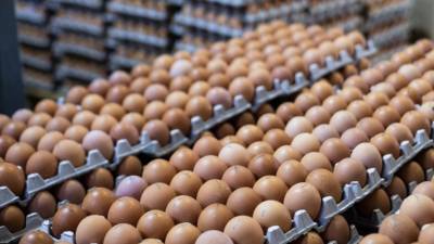Производство яиц в Подмосковье выросло на 5,2% в январе — августе
