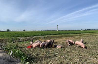 Амстердамский аэропорт «Схипхол» взял на работу 20 свиней