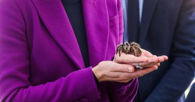 Кейт Миддлтон в костюме цвета сливы нежно держит на руках огромного тарантула