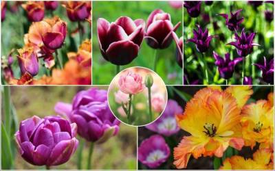15 очаровательных сортов тюльпанов, которые стоит посадить этой осенью