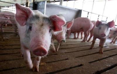 В нацпарке на Харьковщине вспышка африканской чумы свиней