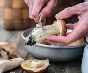 7 основных ошибок в приготовлении грибов