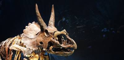 На аукционе продадут крупнейший скелет трицератопса и мира