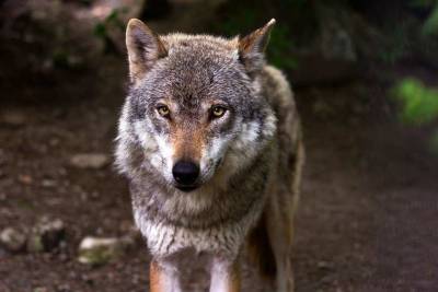В США камеры запечатлели исчезнувшего около 100 лет назад волка