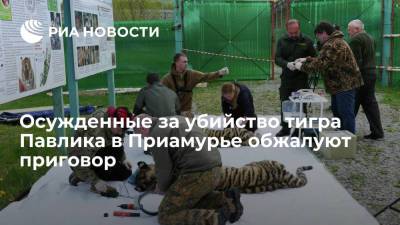 Двое жителей Амурской области, осужденные за убийство тигра Павлика, обжалуют приговор