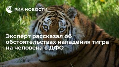 Эксперт Арамилев: нападение тигра на человека в Хабаровском крае было случайностью